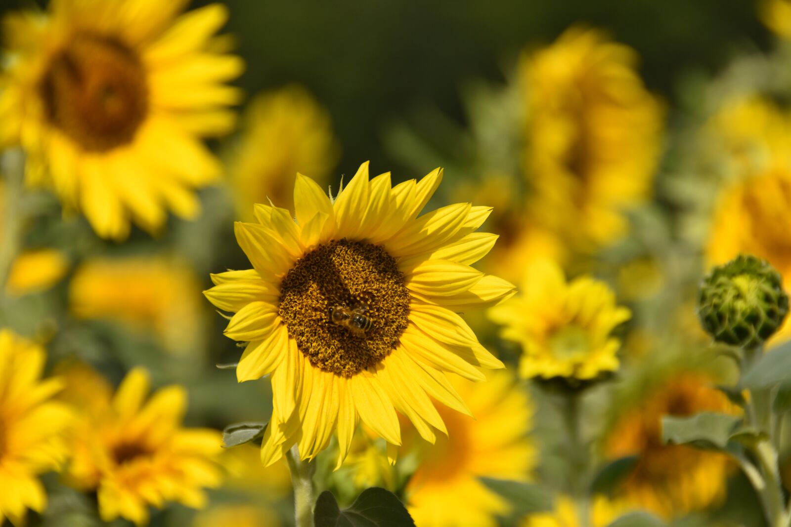 Nikon D5600 sample photo. Sunflower field, bee, pollination photography