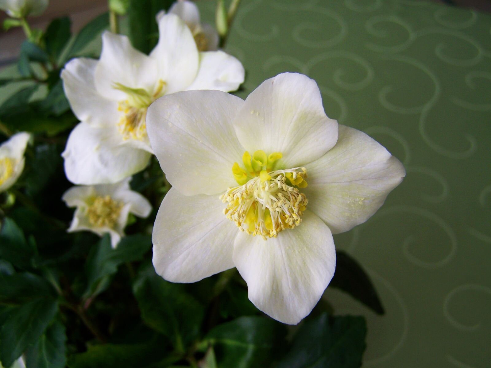 Kodak EASYSHARE ZD710 ZOOM DIGITAL CAMERA sample photo. Snow rose, white flower photography