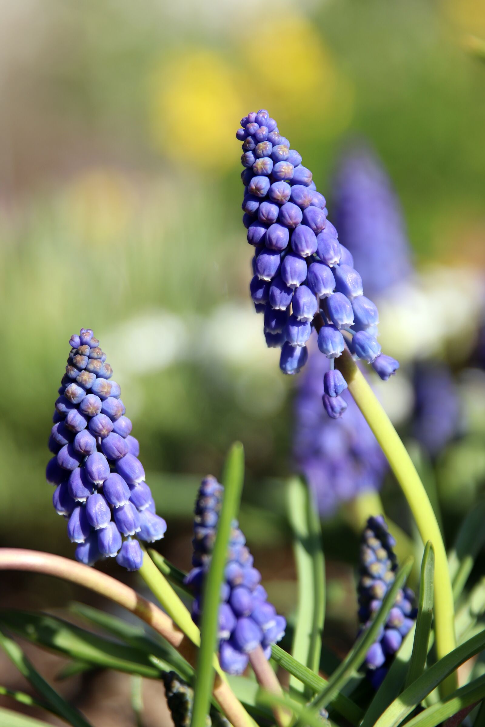 Canon EOS 800D (EOS Rebel T7i / EOS Kiss X9i) sample photo. Spring, flowers, nature photography