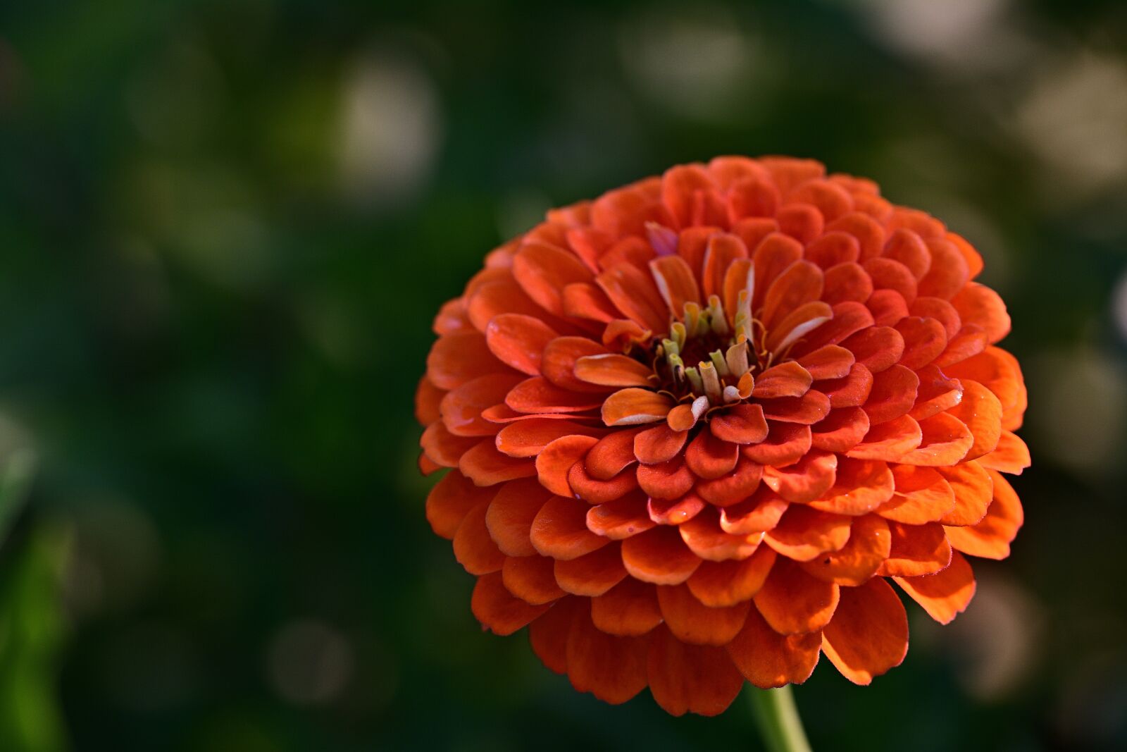 Nikon D5200 sample photo. Flower, blossom, bloom photography
