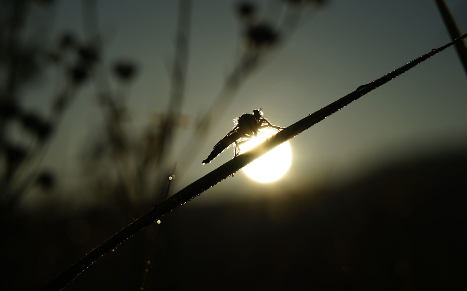 Sony FE 24-105mm F4 G OSS sample photo. Dragonfly, sun, morning photography