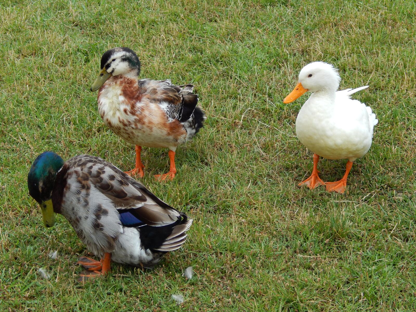 Nikon Coolpix L820 sample photo. Ducks, grass, park photography