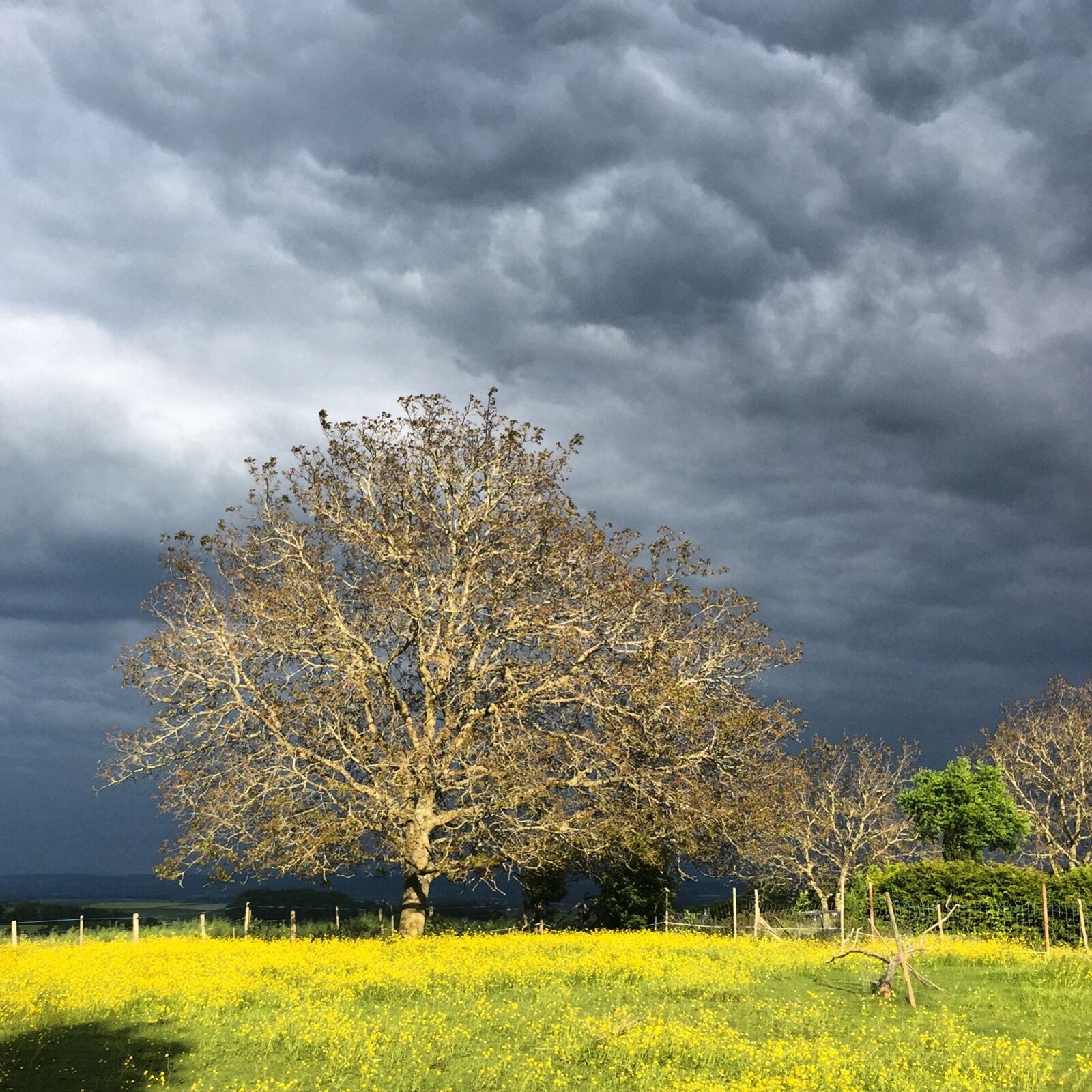 Apple iPhone 6 sample photo. Tree, sky, walnut photography