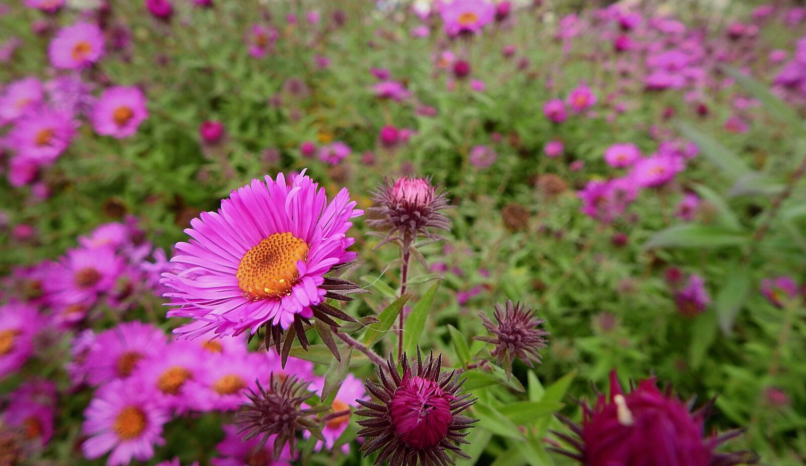 Nikon Coolpix P900 sample photo. Flowers, garden, plants photography
