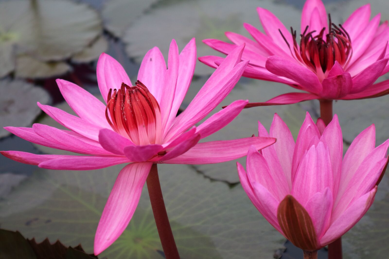 Canon EOS M3 sample photo. Flower, rose, lake photography