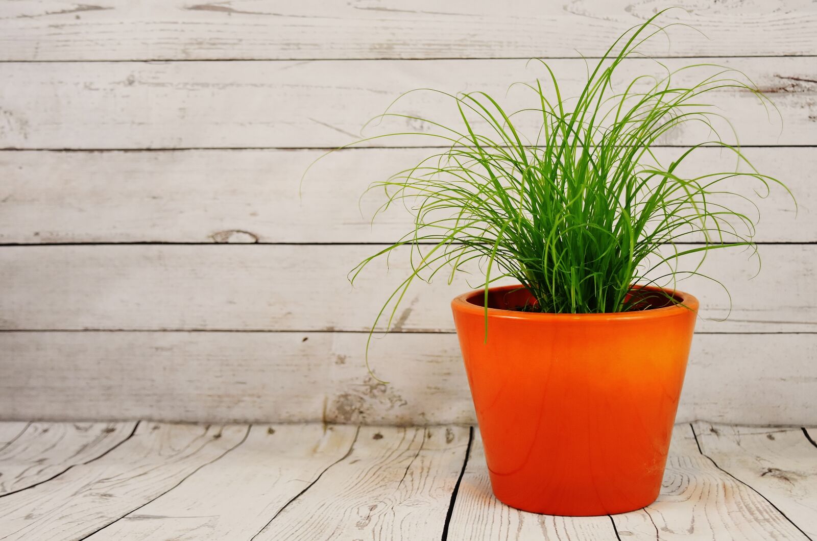 Nikon D7200 sample photo. Flowerpot, grass, plant photography