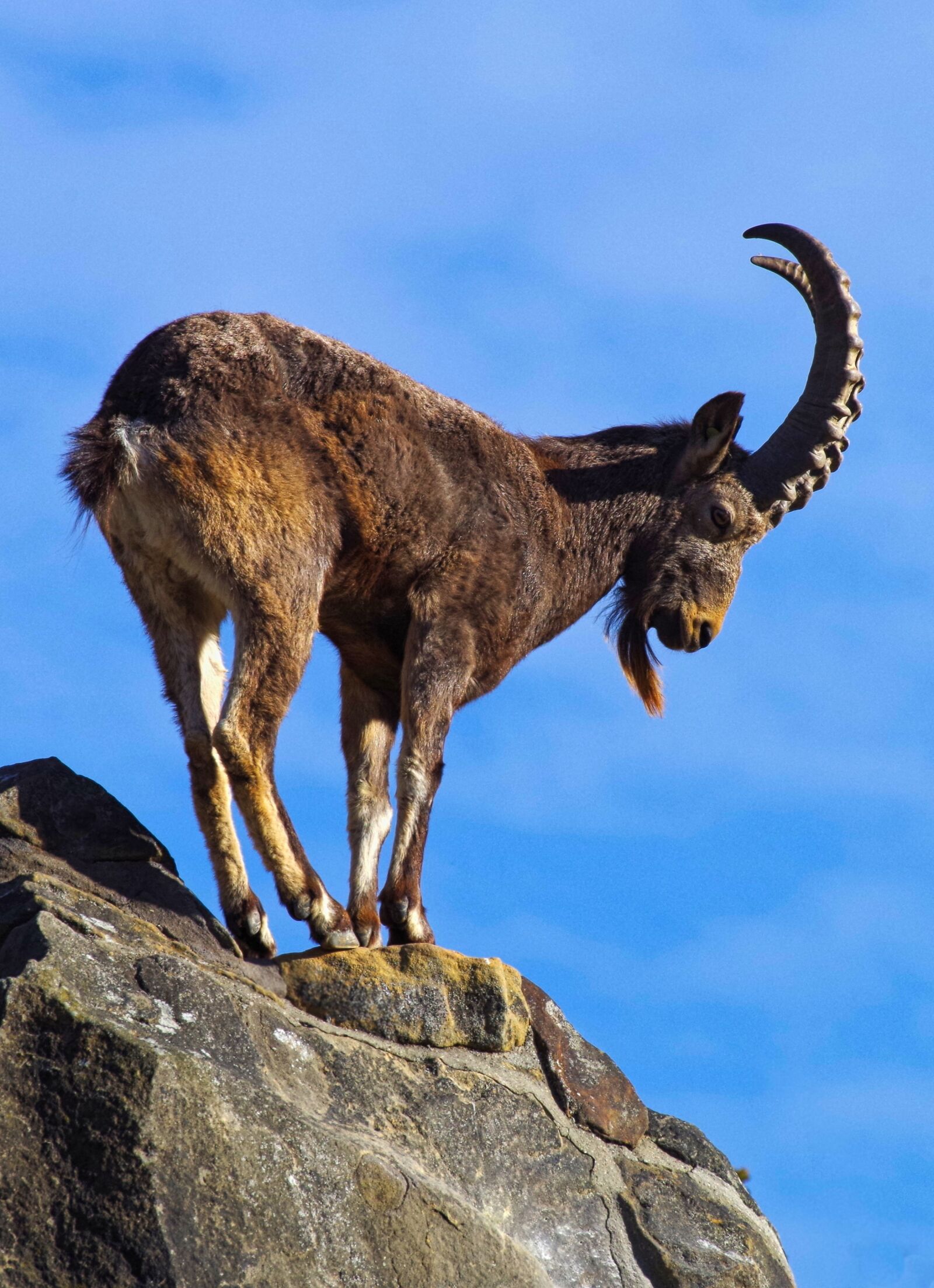 Pentax K-30 sample photo. Capricorn, alpine, goat photography