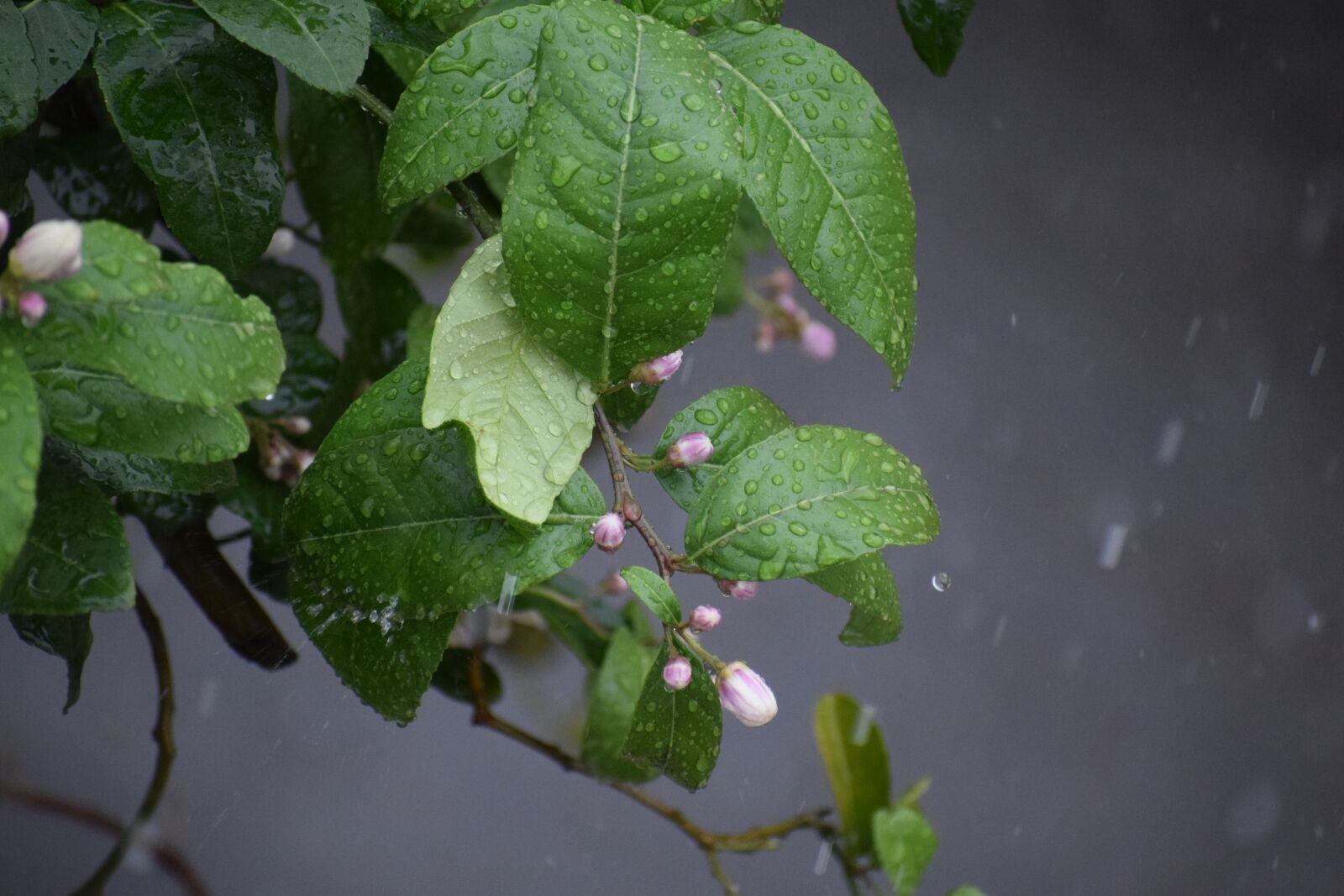 Nikon D3300 sample photo. Rain droplets, tree leaves photography