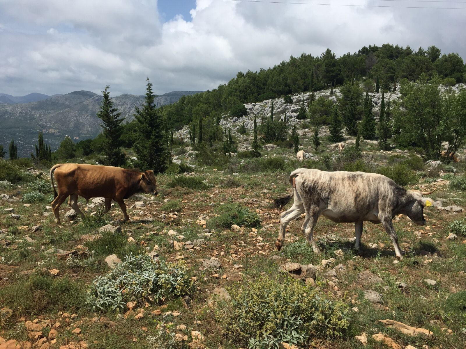 iPhone 6 back camera 4.15mm f/2.2 sample photo. Dubrovnik, croatia, landscape photography