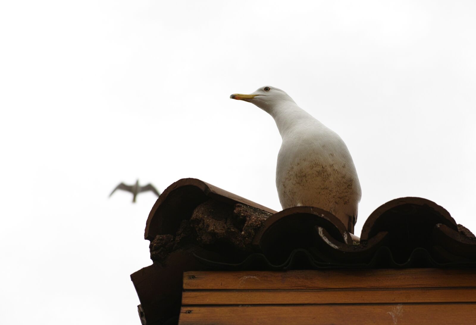 Sigma DP3 Merrill sample photo. Seagull, bird, birds photography