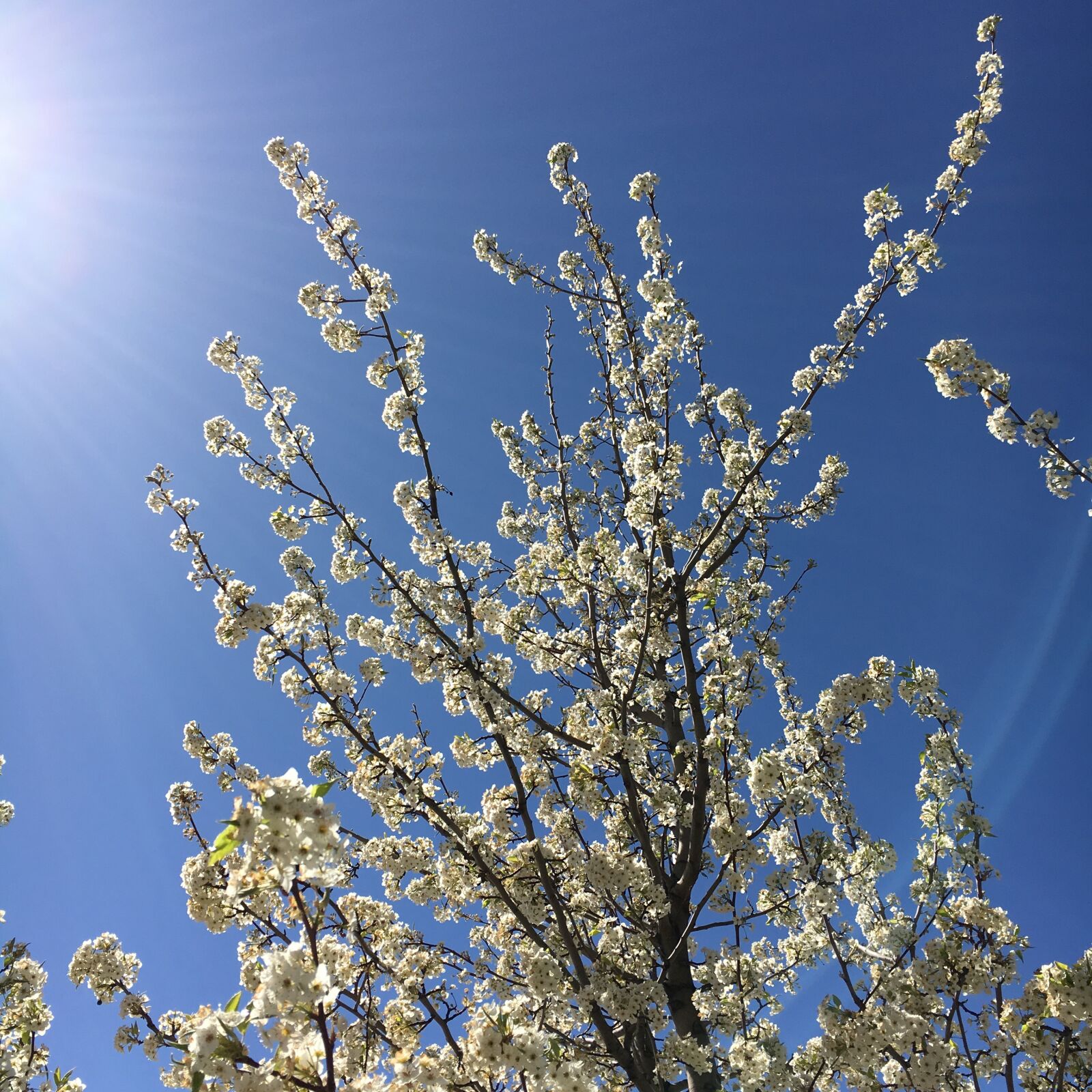 Apple iPhone 6s sample photo. Tree, spring, sun photography