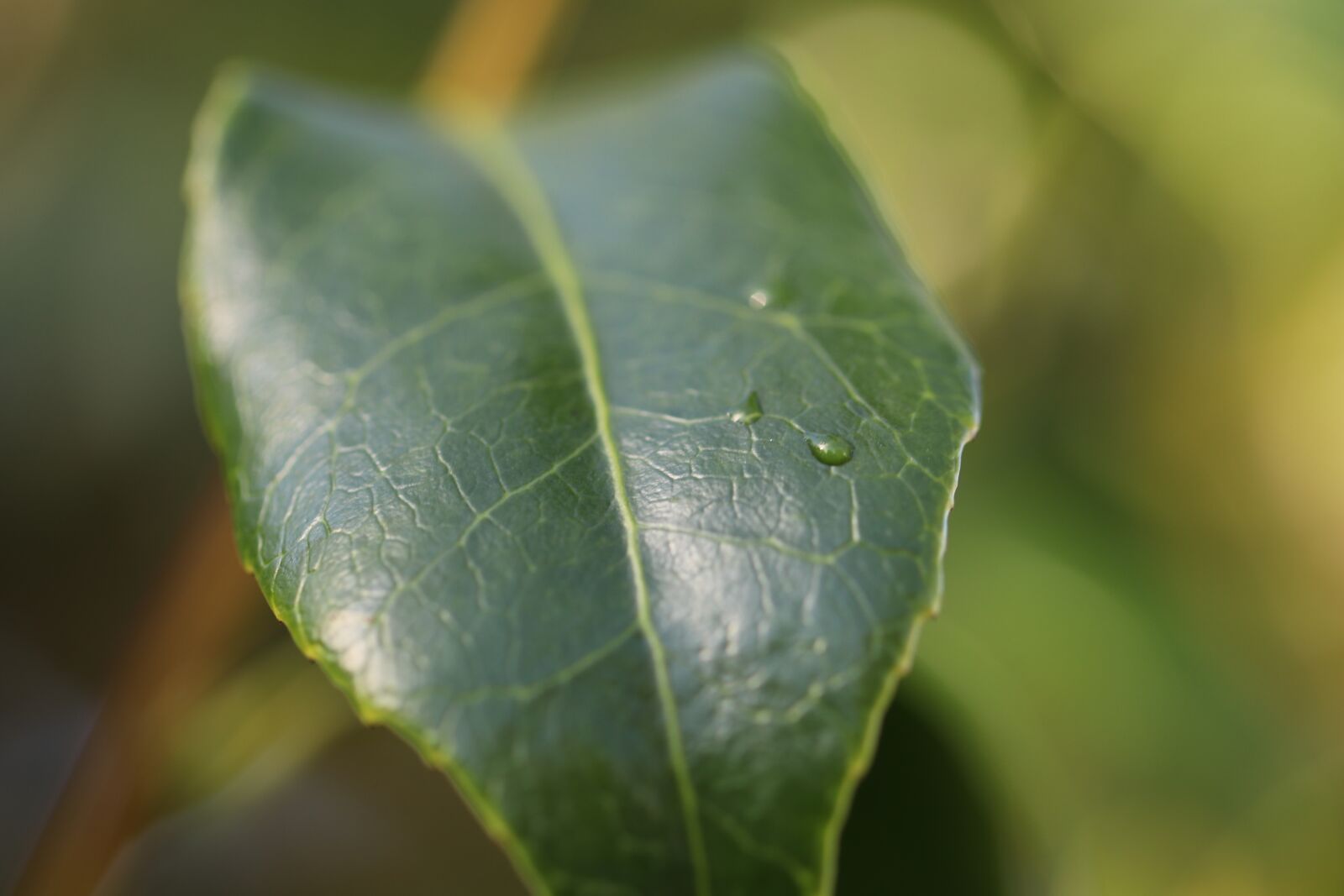 Canon EOS 80D sample photo. Camellia, leaf, plant photography