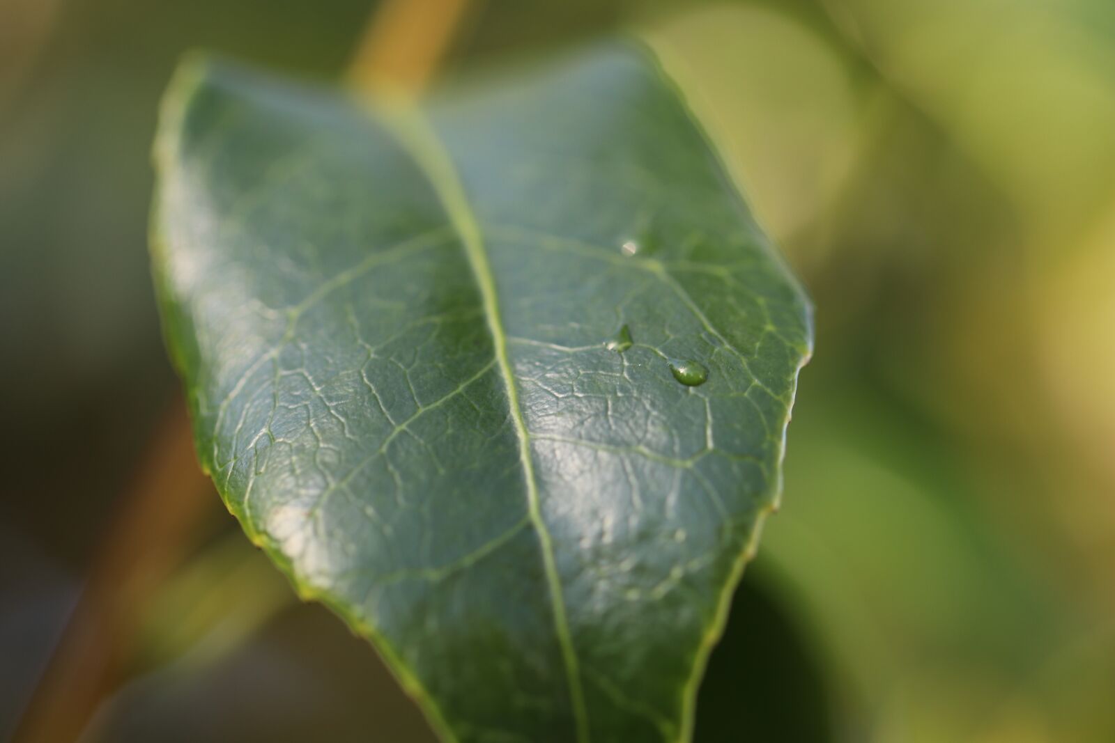 Canon EOS 80D + Canon EF 100mm F2.8L Macro IS USM sample photo. Camellia, leaf, plant photography