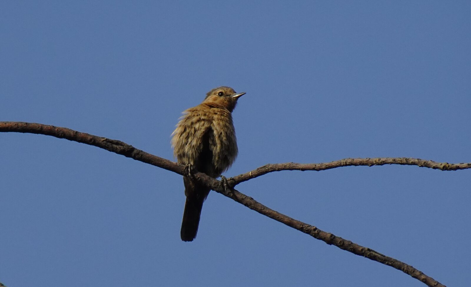 Sony DSC-WX800 sample photo. Bird, brown rock chat photography