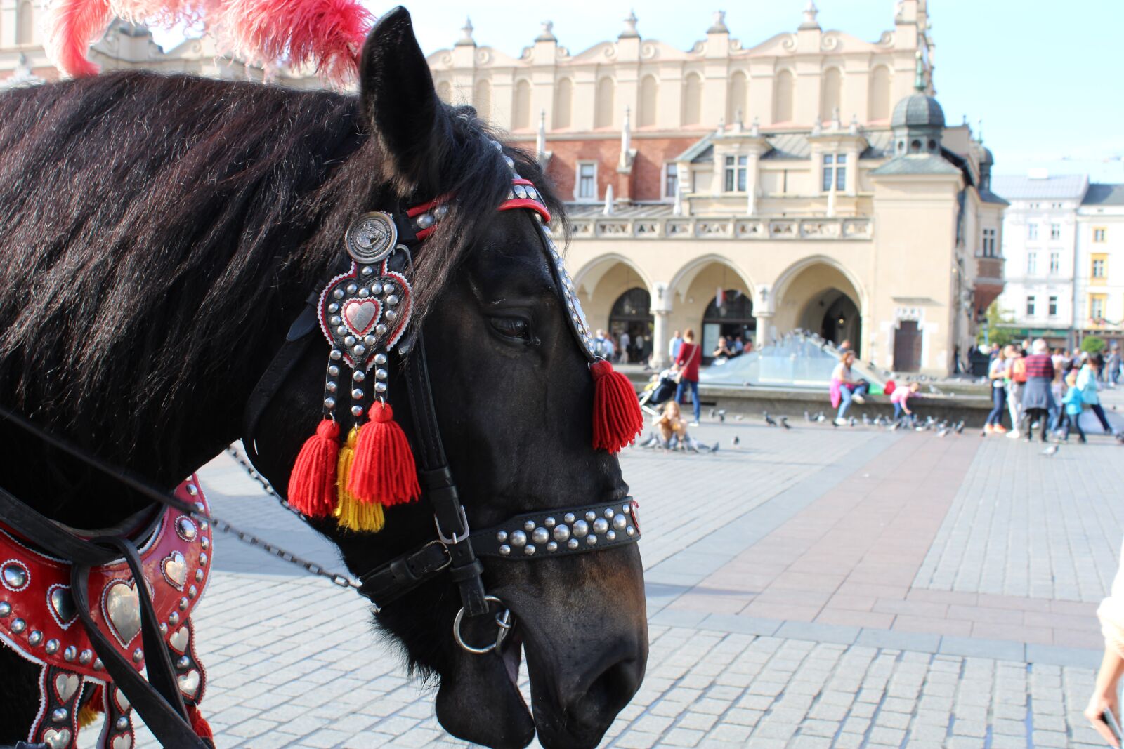 Canon EOS 2000D (EOS Rebel T7 / EOS Kiss X90 / EOS 1500D) sample photo. Horse, animal, equestrian photography