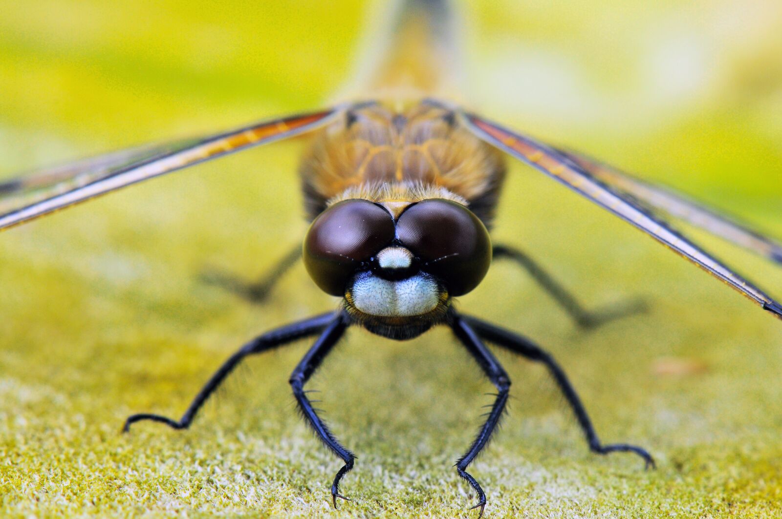 Nikon D300 sample photo. Four-spotted dragonfly, animals, dragonflies photography