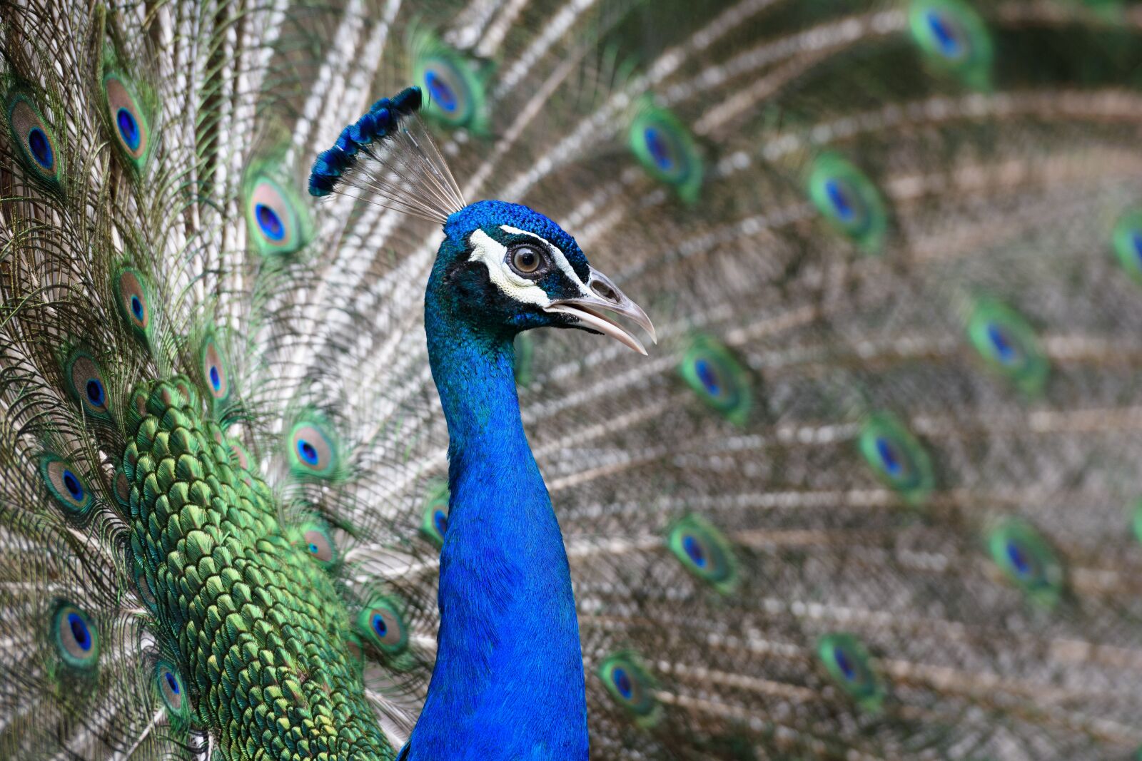 Nikon D3400 sample photo. Peacock, animal, head photography