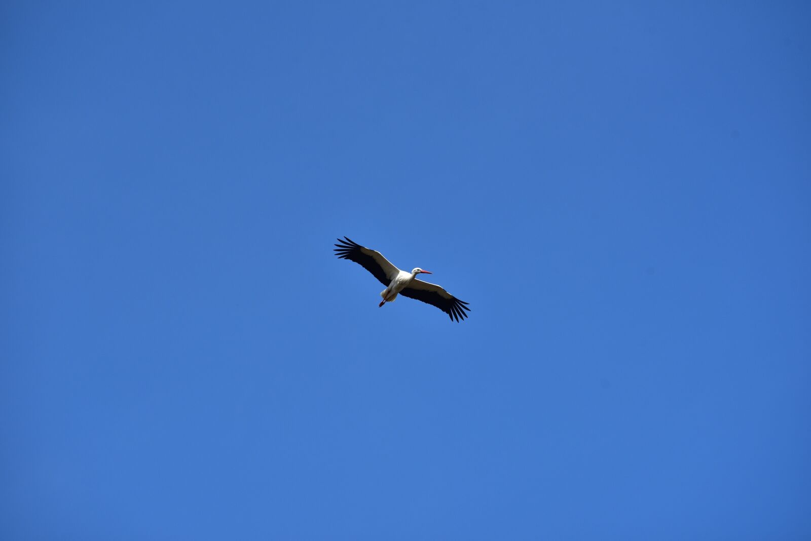 Nikon D750 sample photo. Stork, sky, flying photography