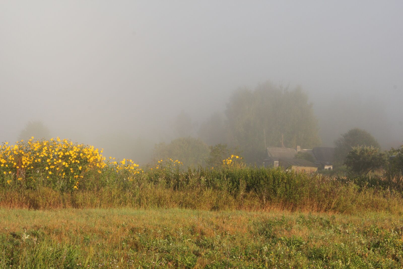 Canon EOS 550D (EOS Rebel T2i / EOS Kiss X4) sample photo. Morning, summer, nature photography
