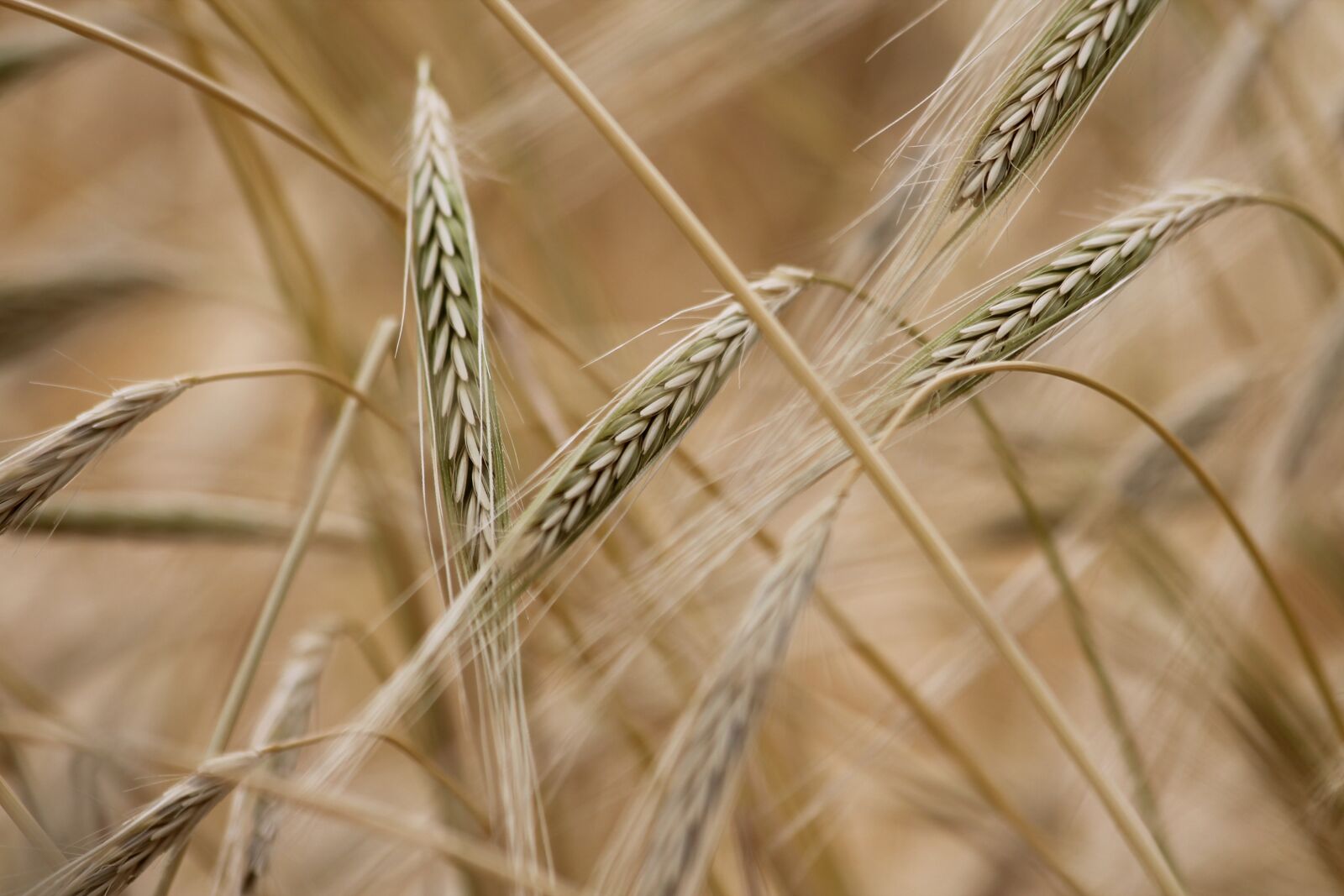 Canon EF 70-300mm F4-5.6 IS USM sample photo. Grain, sreals, straw photography