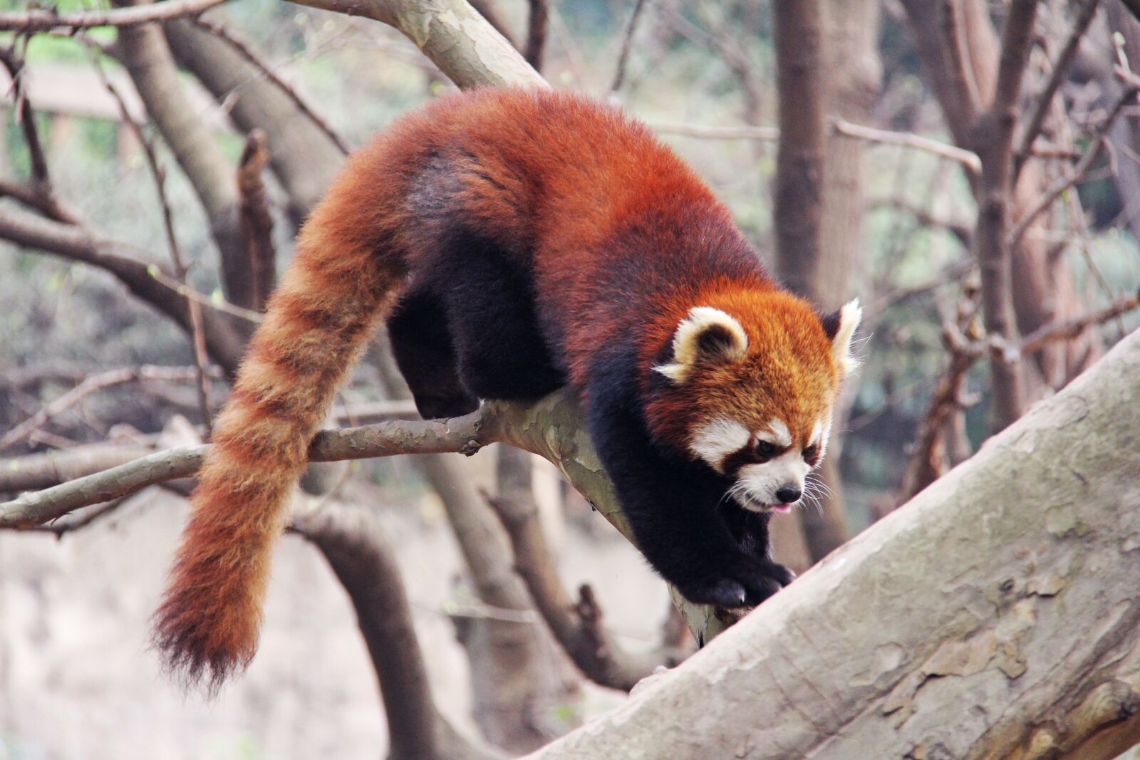 Canon EF-S 18-200mm F3.5-5.6 IS sample photo. Loveable, red pandas, sichuan photography