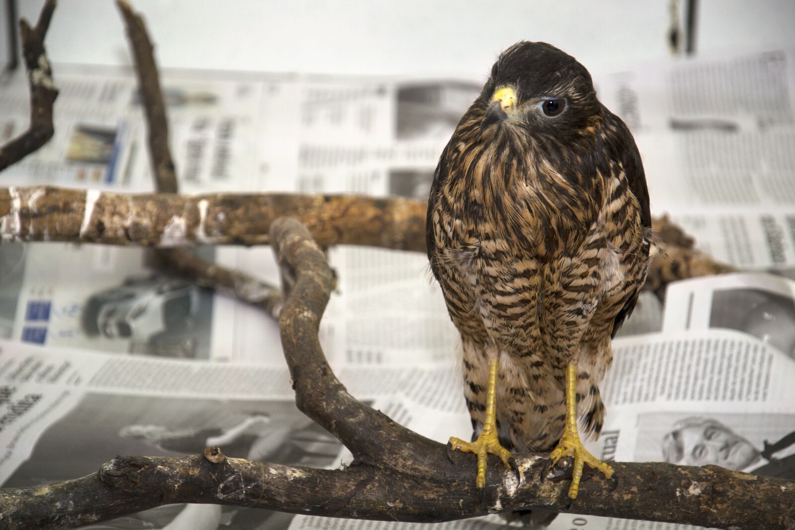 Nikon D3100 sample photo. Hawk, bird of prey photography