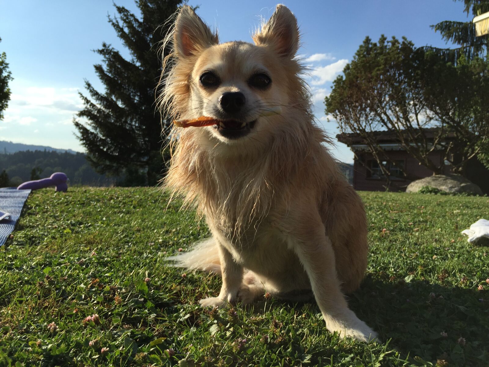 iPhone 6 Plus back camera 4.15mm f/2.2 sample photo. Dog, chihuahua, male photography