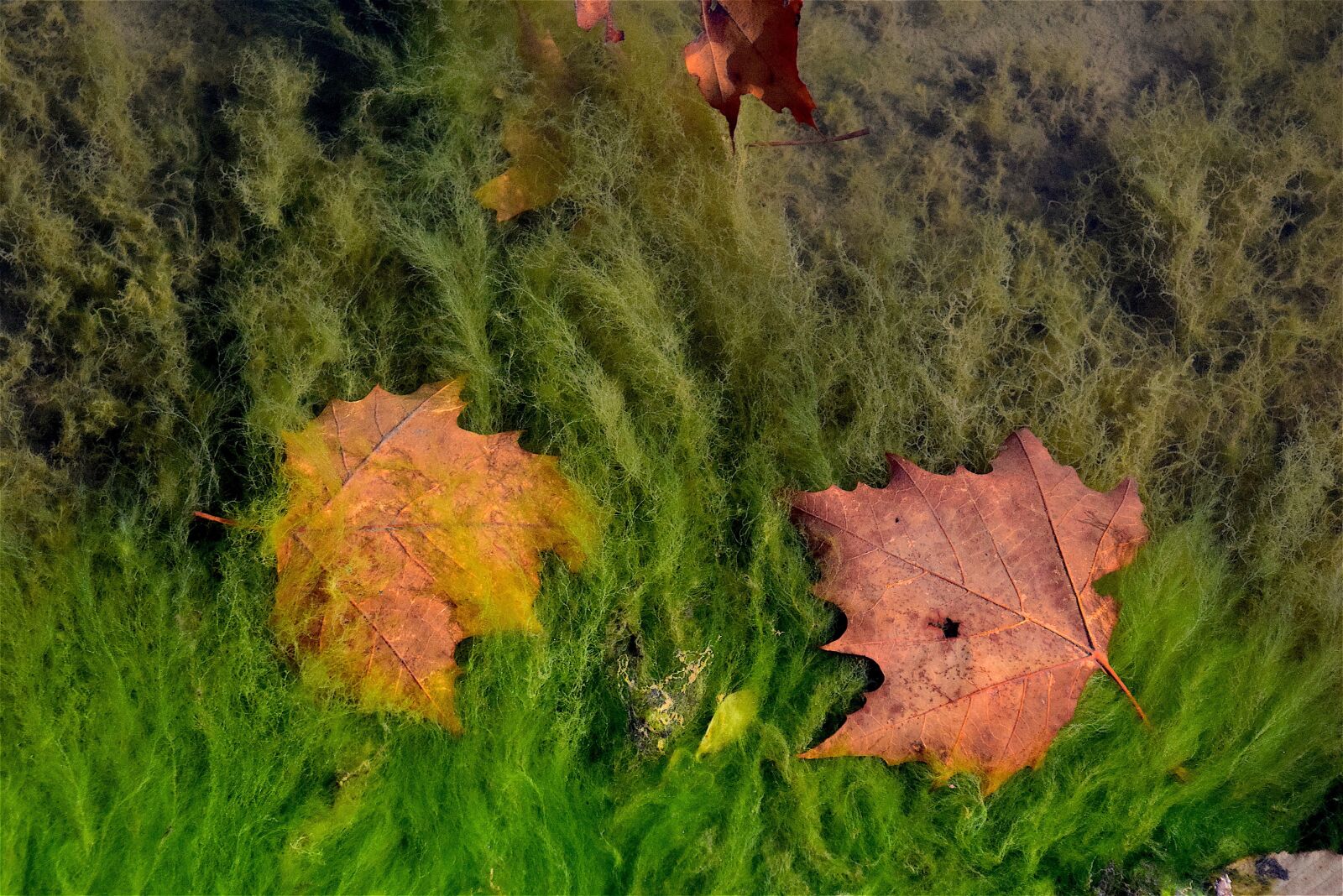 Nikon D3300 sample photo. Leaves, water, pond photography