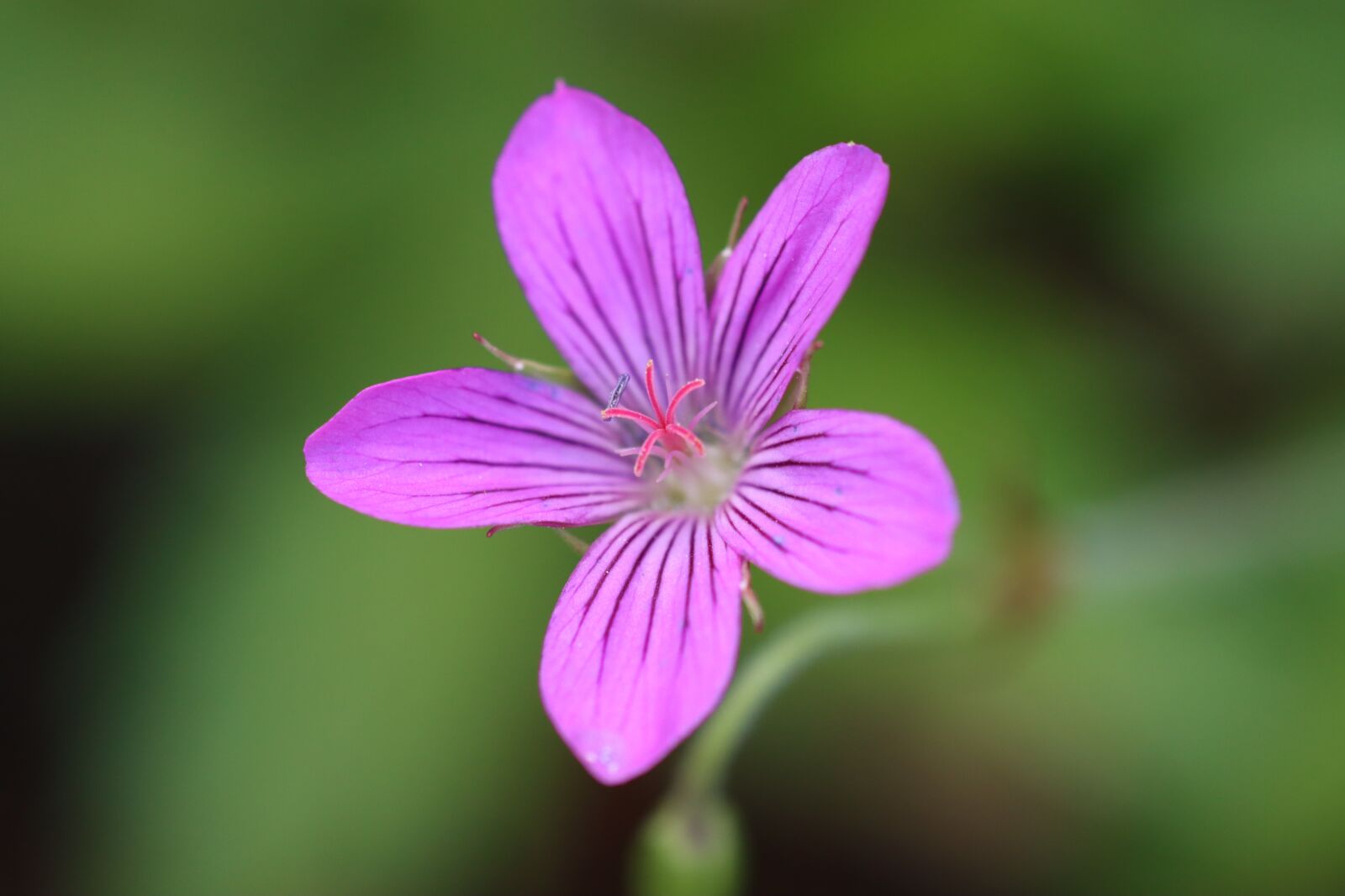 Canon EOS 90D sample photo. Flower, pink, spring photography