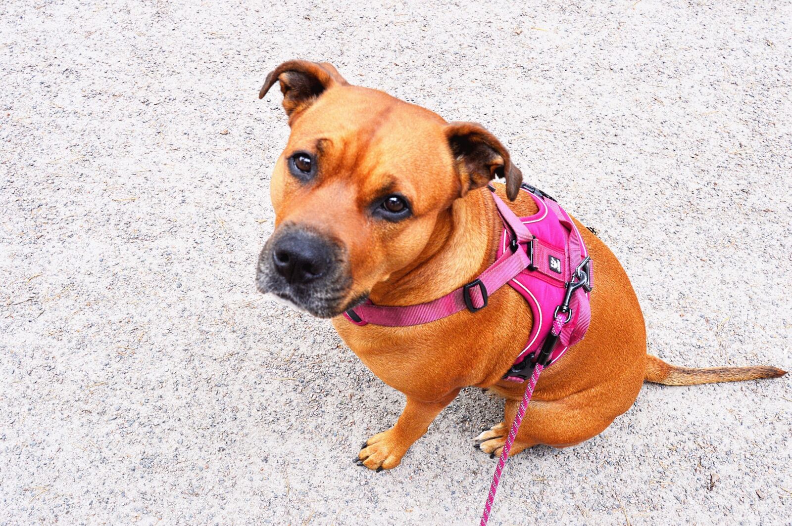 Nikon D3200 sample photo. Dog, doggie, adult photography
