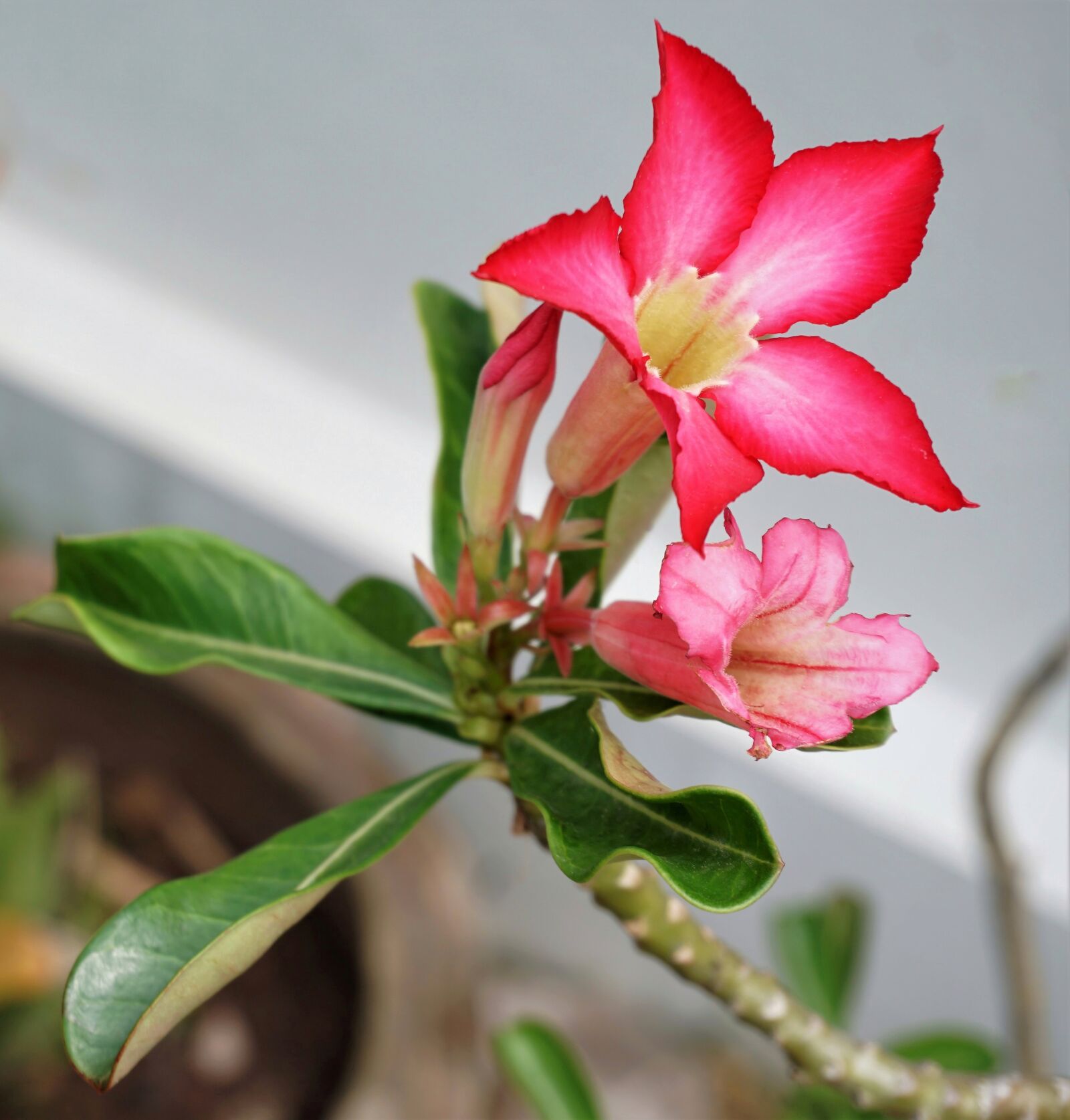Sony a6300 sample photo. Desert, rose, tropical photography