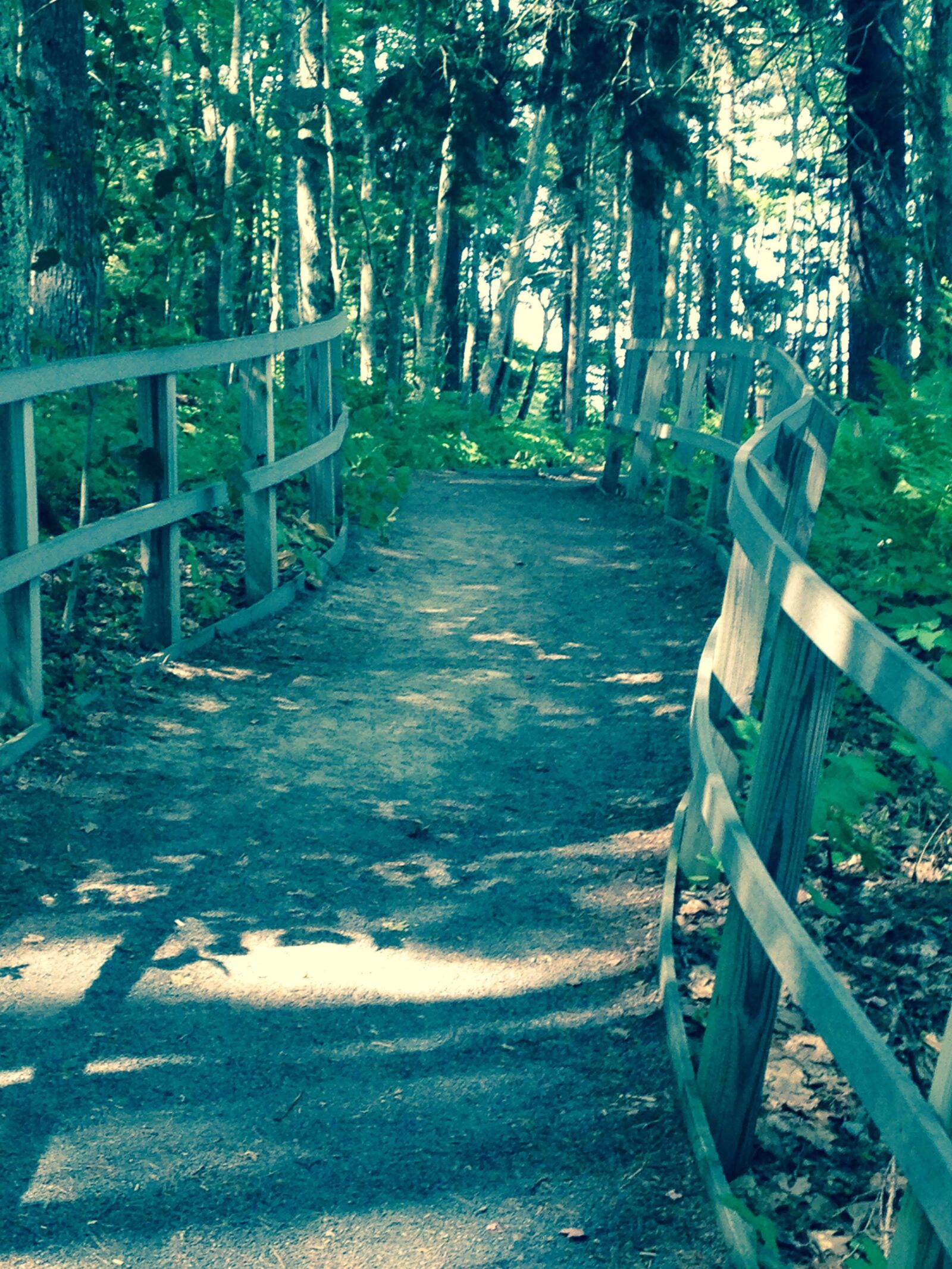 iPhone 5c back camera 4.12mm f/2.4 sample photo. Meditate, mothernature, nature, park photography