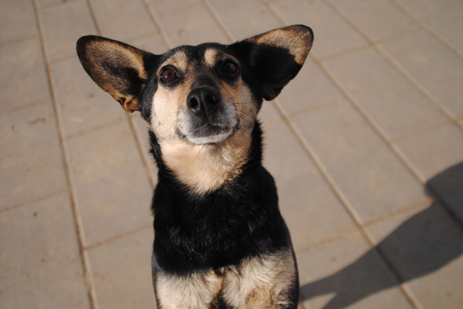 Nikon D3000 sample photo. Dog, animal, cute photography