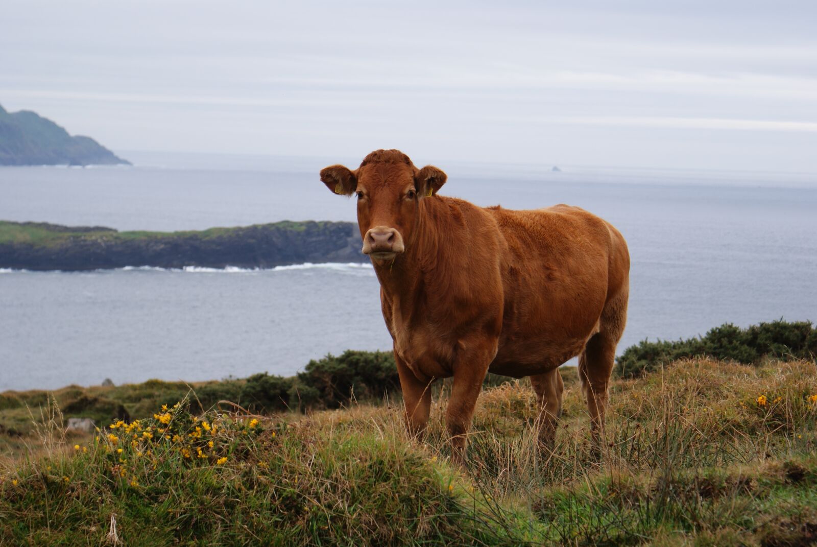 Sony Alpha DSLR-A200 sample photo. Cow, beef, cattle photography