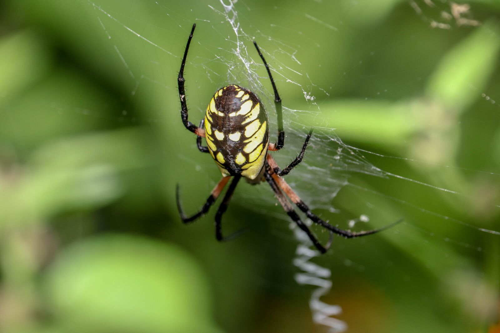 Canon EF-S 55-250mm F4-5.6 IS STM sample photo. Spider, web, cobweb photography