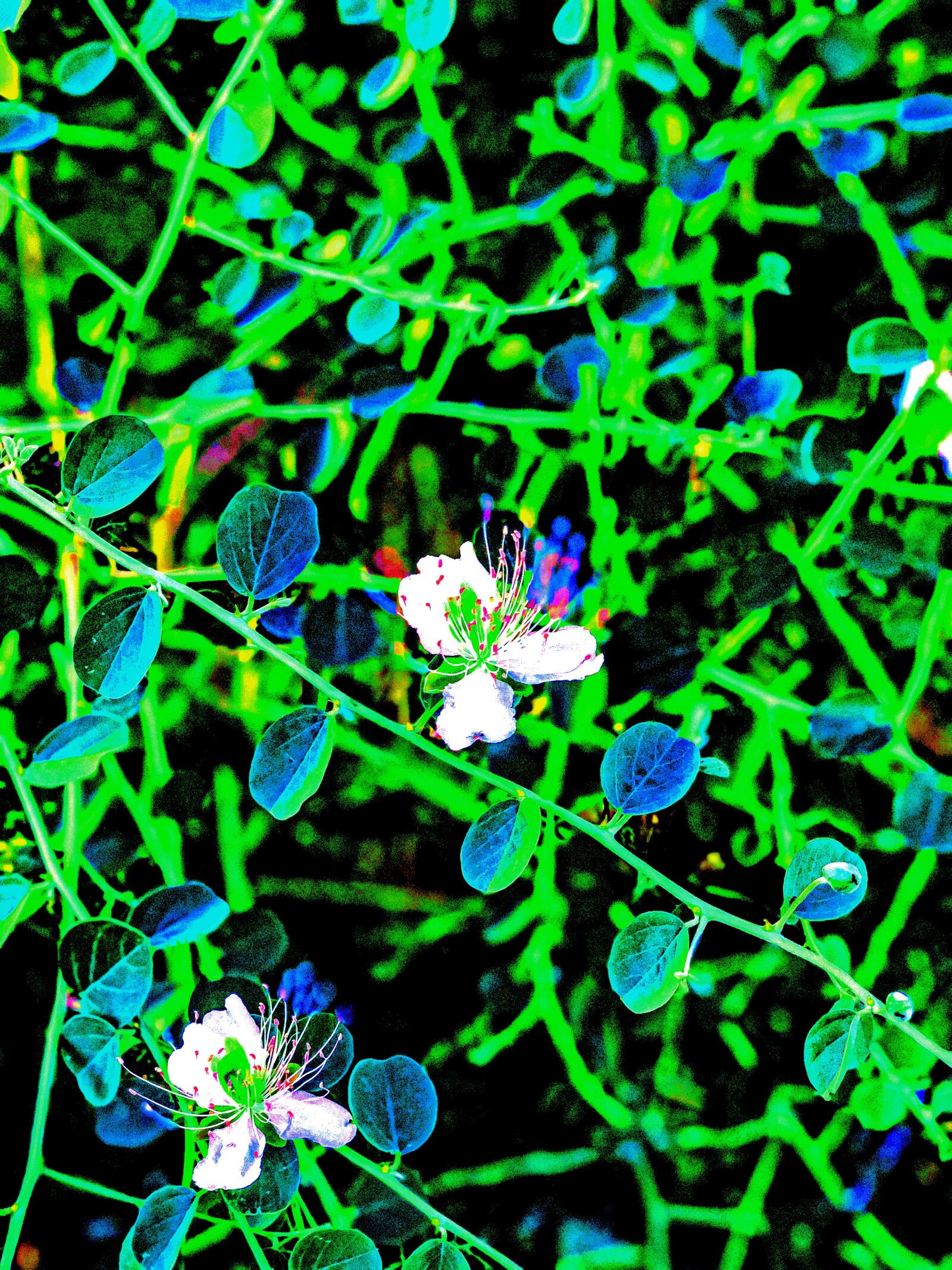 iPhone X back dual camera 6mm f/2.4 sample photo. Green, flower, nature photography