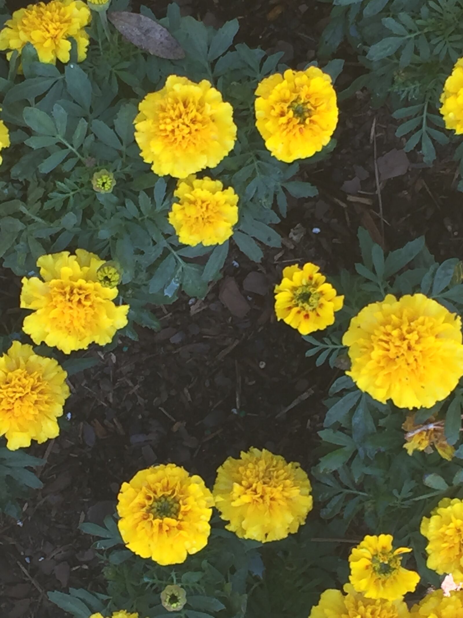 iPhone 6 back camera 4.15mm f/2.2 sample photo. Marigold, yellow, summer photography