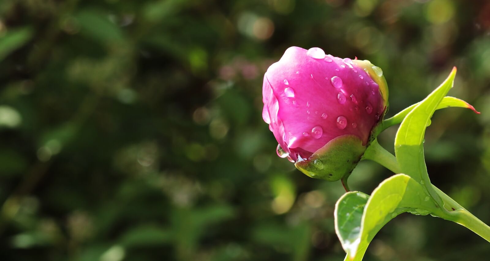 Canon EOS 80D sample photo. Peony, bud, peony bud photography