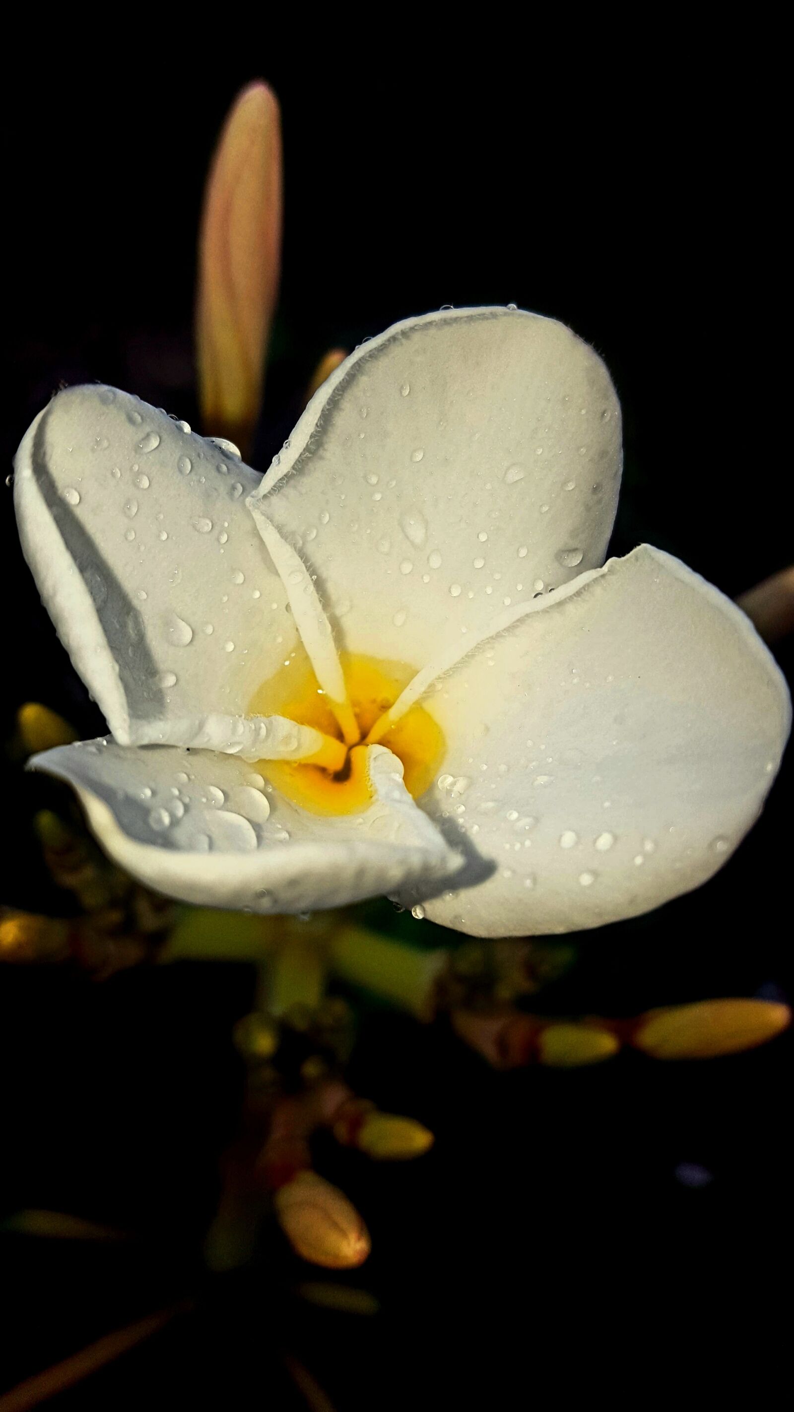Samsung Galaxy S6 sample photo. Flower, tropical flower, hawaiian photography