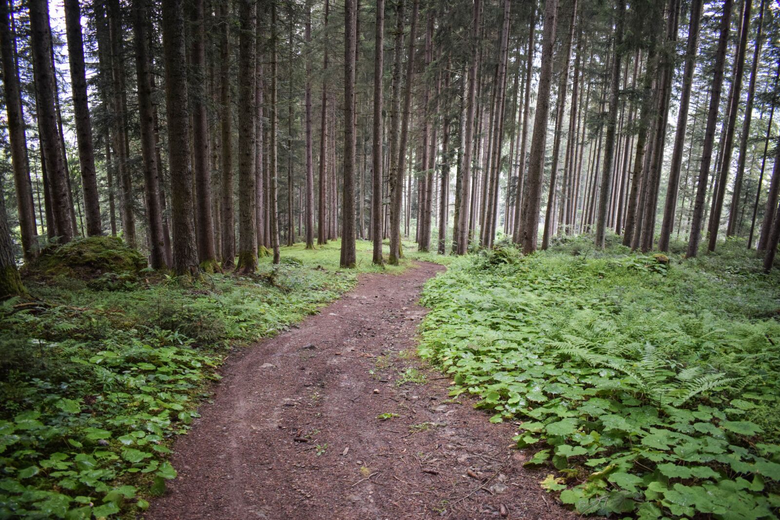 Nikon D3300 sample photo. Forest path, forest, away photography