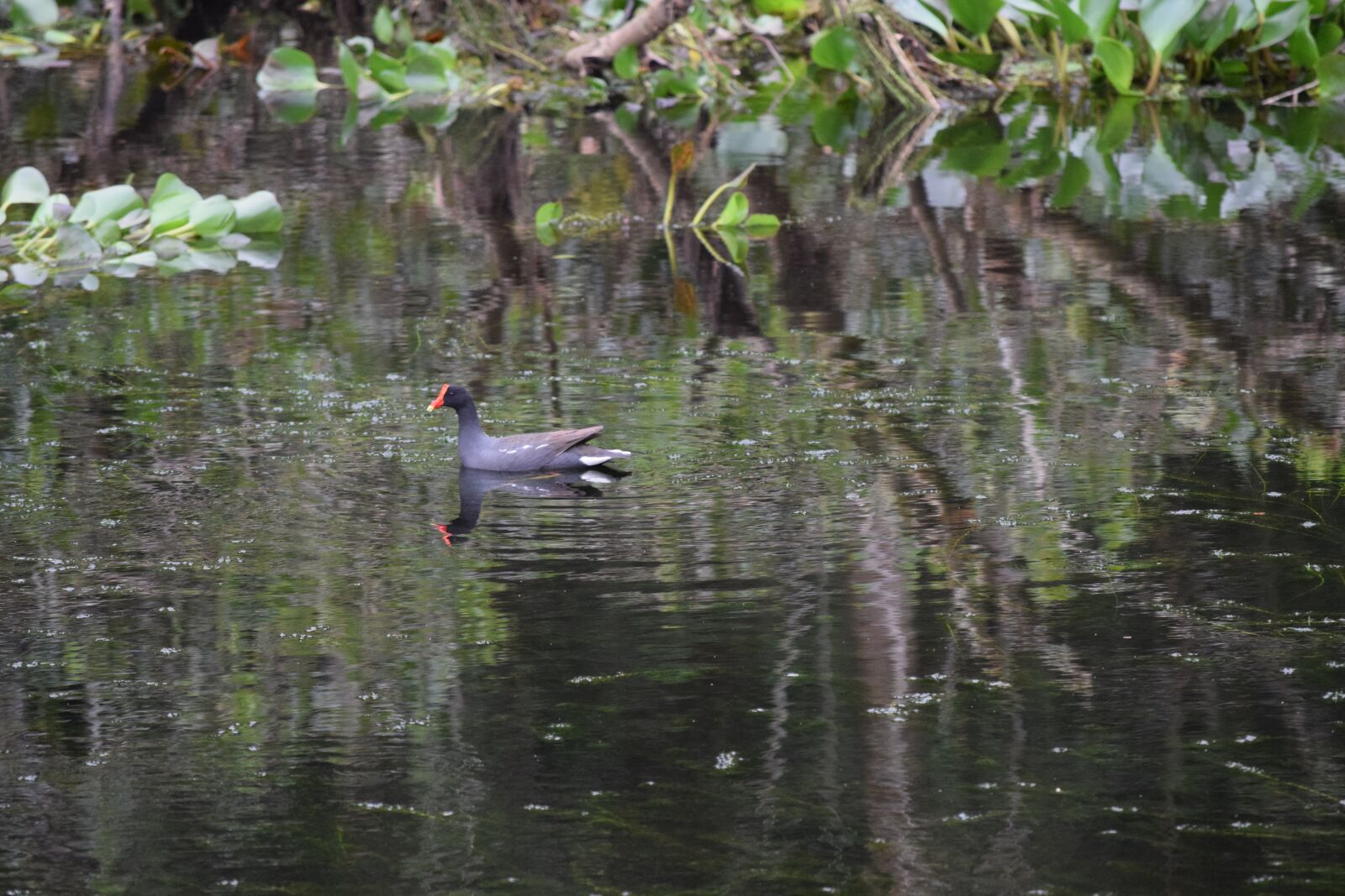 Nikon D3300 sample photo. Duck, lake, bird photography