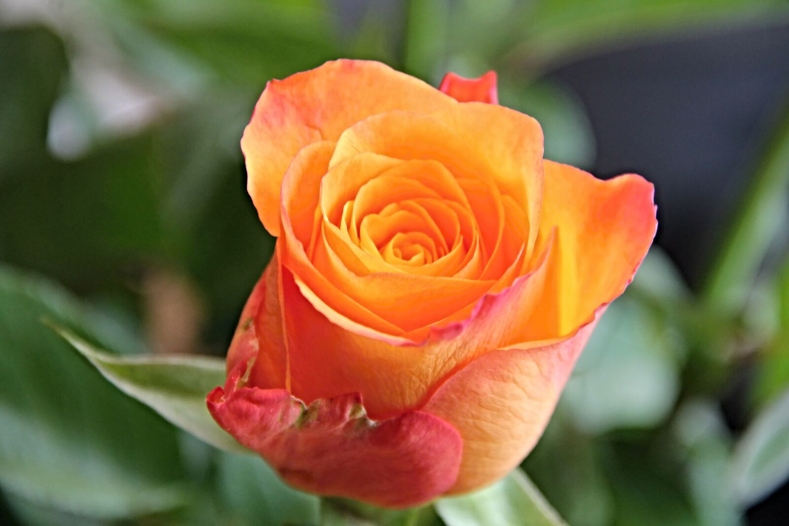 Canon EOS 1100D (EOS Rebel T3 / EOS Kiss X50) sample photo. Rose, blossom, bloom photography