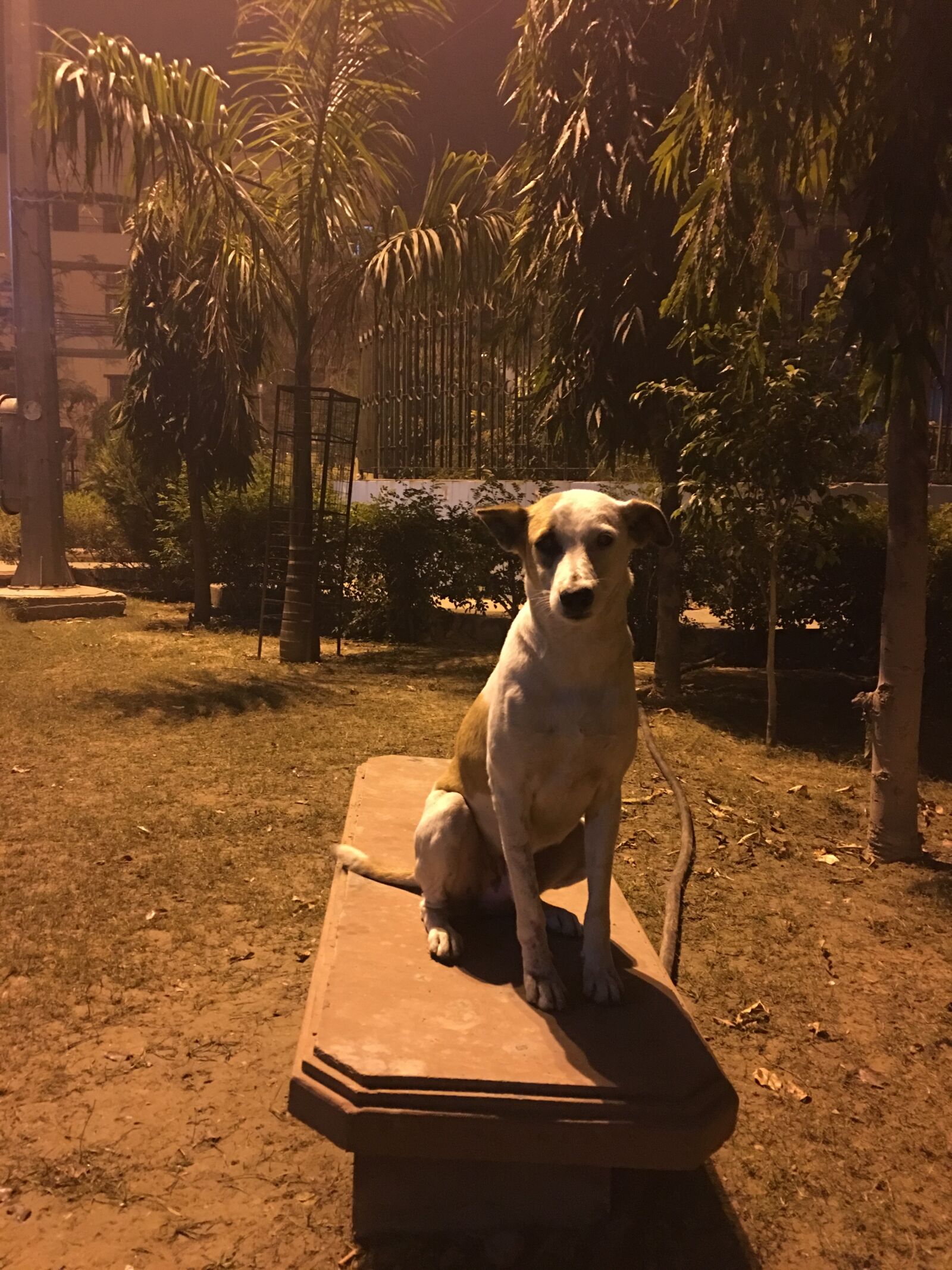 Apple iPhone 6s Plus sample photo