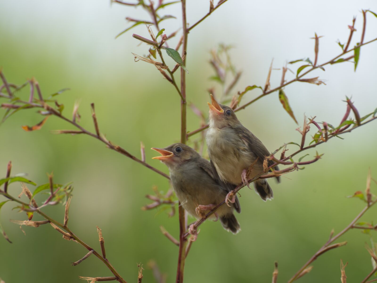 Nikon D750 sample photo. Singing, birds, sing photography