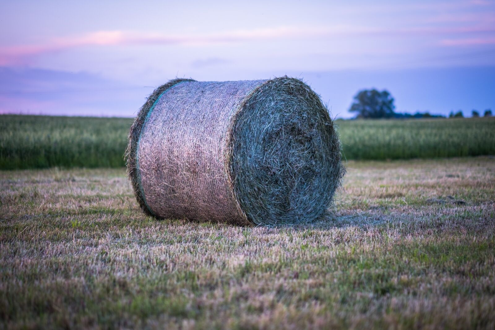 Fujifilm X-T2 + Fujifilm XF 56mm F1.2 R sample photo. Hay, hay bales, straw photography