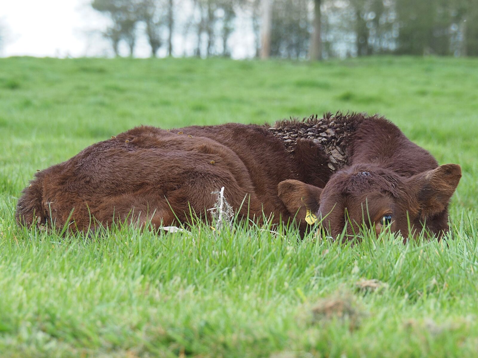 Olympus OM-D E-M5 II sample photo. Brown, cow, lying, on photography