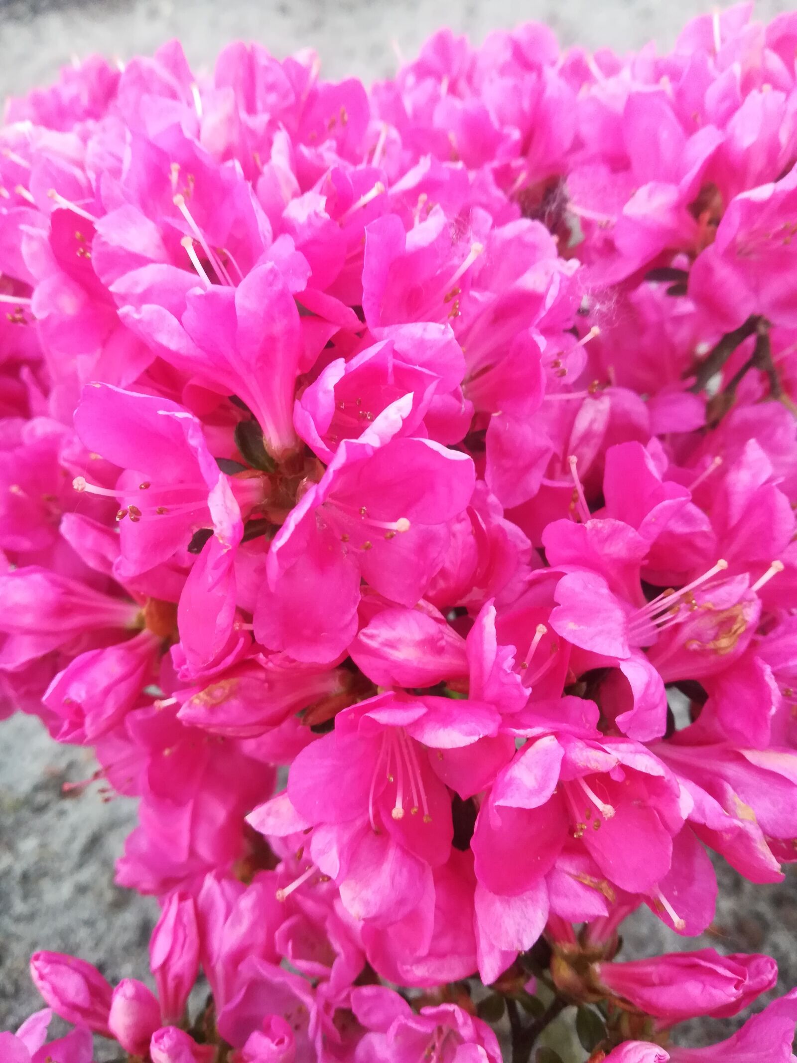 HUAWEI P10 lite sample photo. Flowers, pink, nature photography