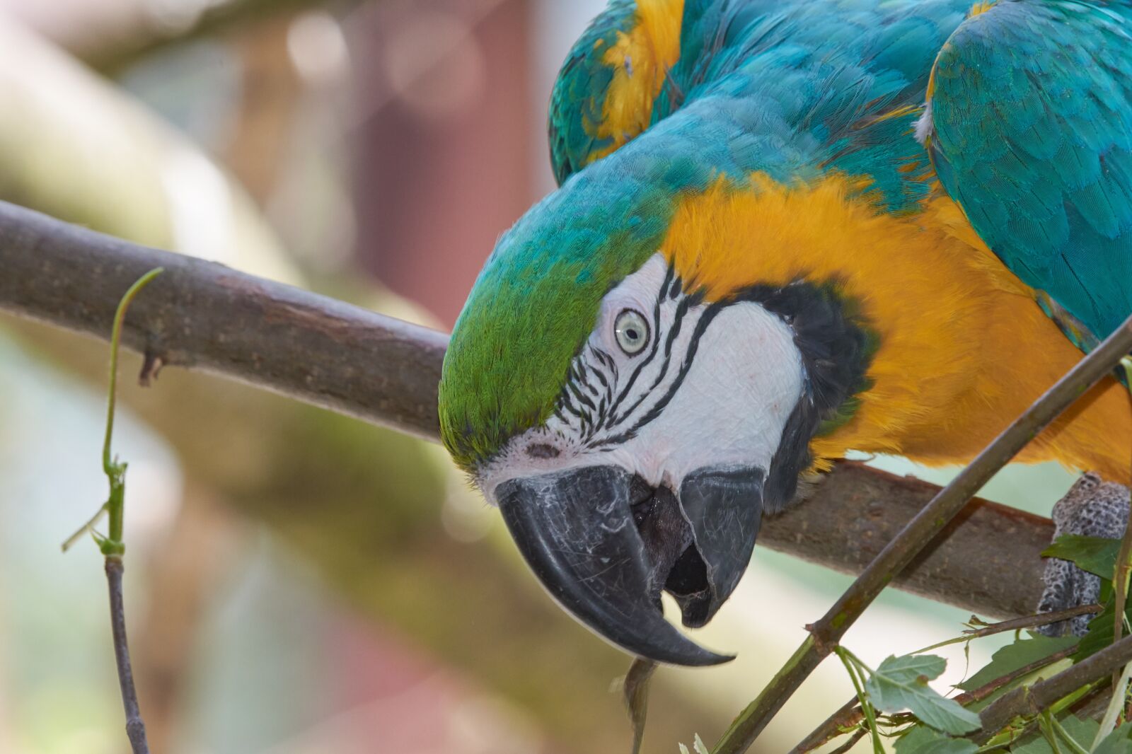 Nikon AF-S Nikkor 200-500mm F5.6E ED VR sample photo. Parrot, aara, colorful photography