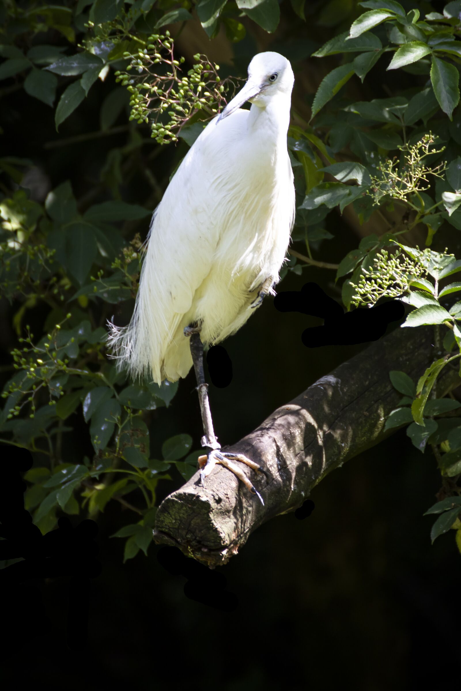 Canon EOS 7D sample photo. Bird, nature, animal photography