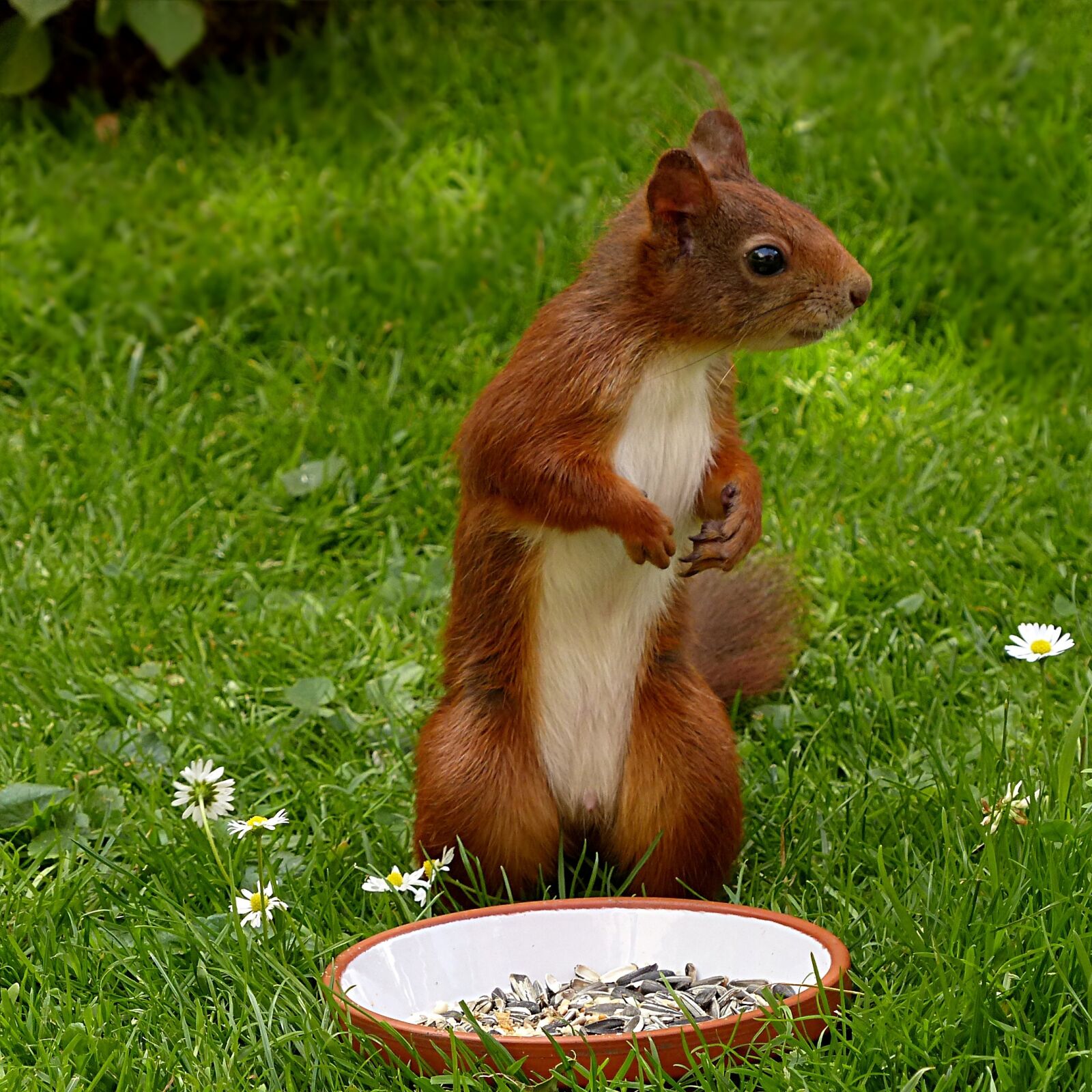 Panasonic Lumix DMC-FZ200 sample photo. Squirrel, sciurus vulgaris major photography